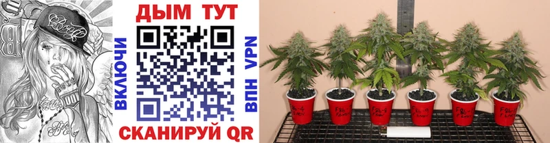 Купить где  Каспийск  Бошки Шишки планчик 